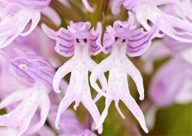 C:\Users\Home\Downloads\original-flowers_look_like_something_else_3.jpg